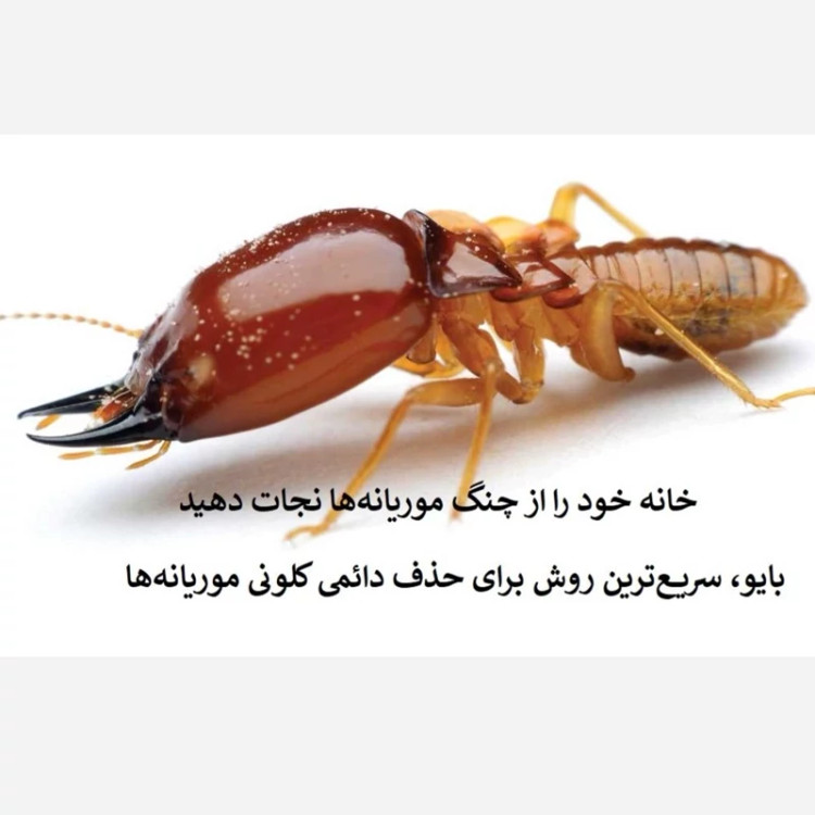 نابودی ریشه موریانهها با سم بایو