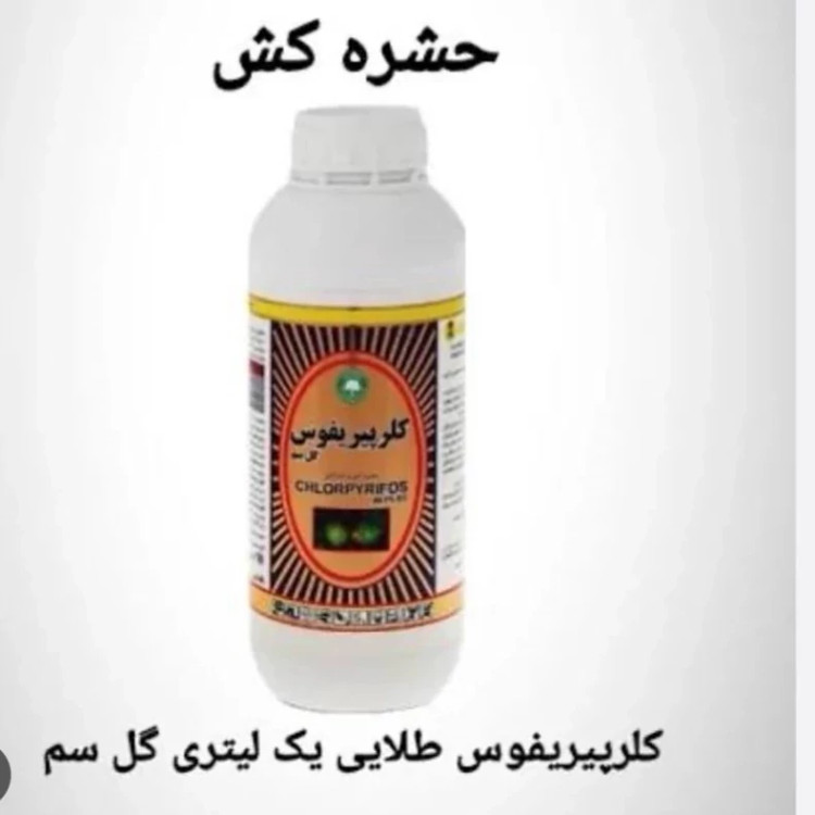 سم حشره کش کلر پیر یفوس قدرتمند