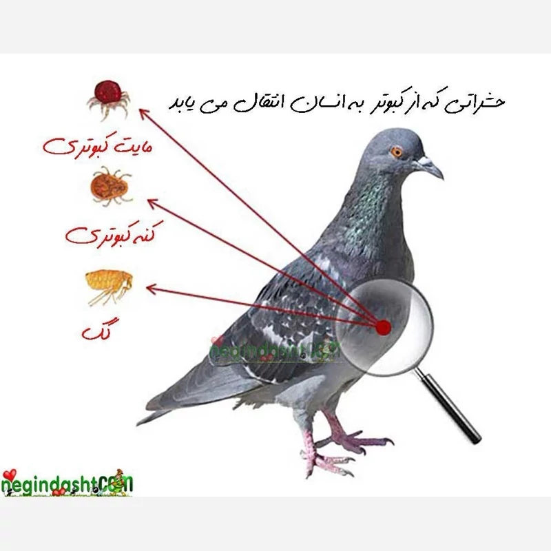 سم  کشنده کنه کبوتری بلک فلگ(خارجی و قدرتمند)