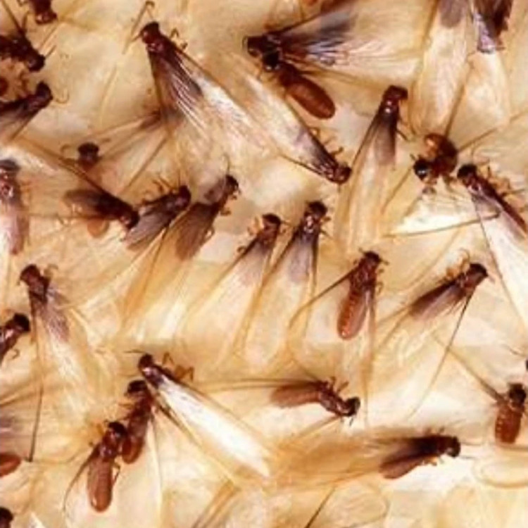 سم مورچه کش و موریانه کش همه فن حریف قدرتمند آمادرو ارسال رایگان