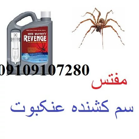 سم بسیار قوی و کشنده عنکبوت مفتس