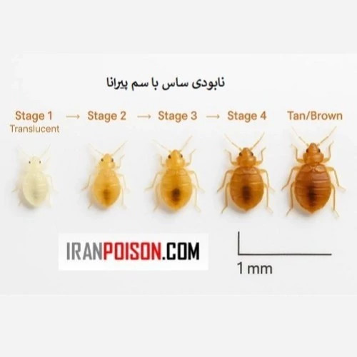 از بین بردن تخم ساس با پیرانا(وارداتی بیاتوکالا)