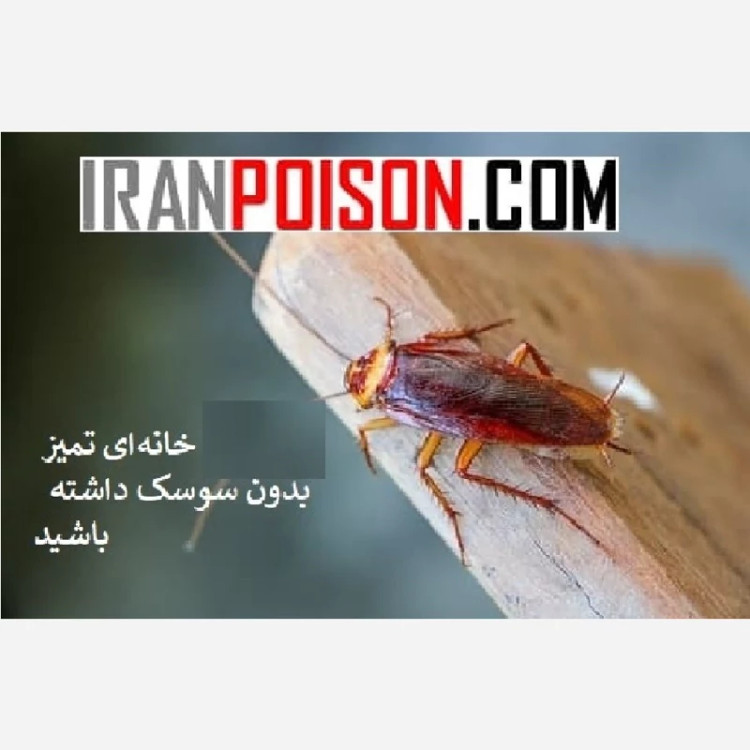 فرمول آلمانی ریپلزال برای پاکیزگی بینقص