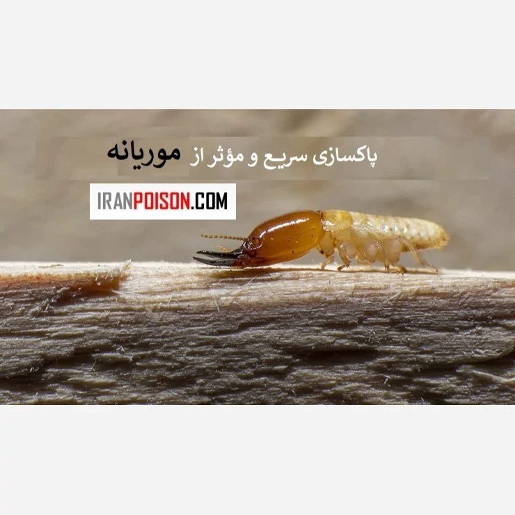 ترمیدور دشمن شماره یک موریانه
