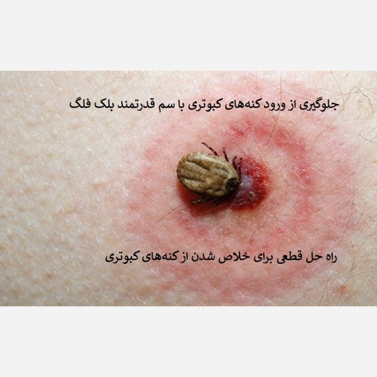 راه حل قاطع برای کنه با بلک فلگ