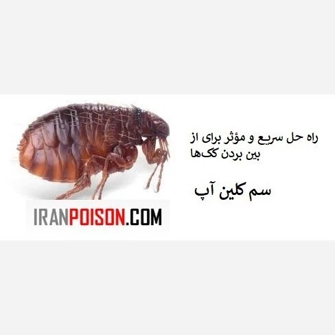 از شر کک خلاص شوید با کلین آپ