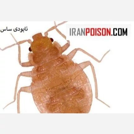 نابودی ساس بالغ و تخم ساس با بدباگ