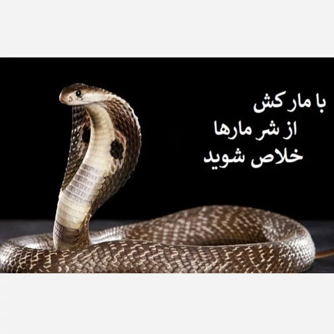 نابودی قطعی مار با تی اس