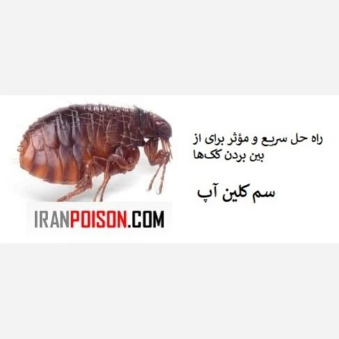 راه حل قطعی برای کک با کلین آپ