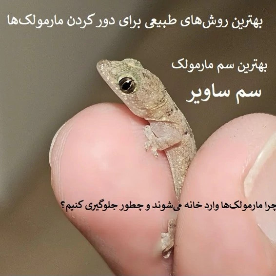 پایان رفتوآمد مارمولکها با ساویر