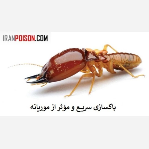 راهحل قطعی و نابودی قدرتمند با ترمیدور