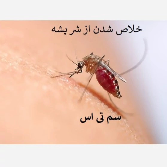 نابودی قطعی هجوم پشه ها با تی اس