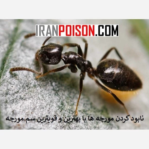 آکواپای راه ساده نابودی مورچه