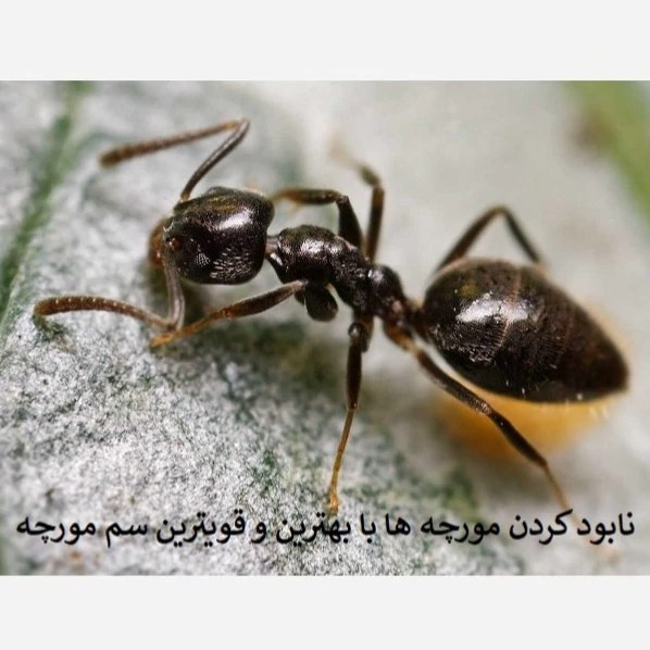 پایان مورچهها با انت کلیر