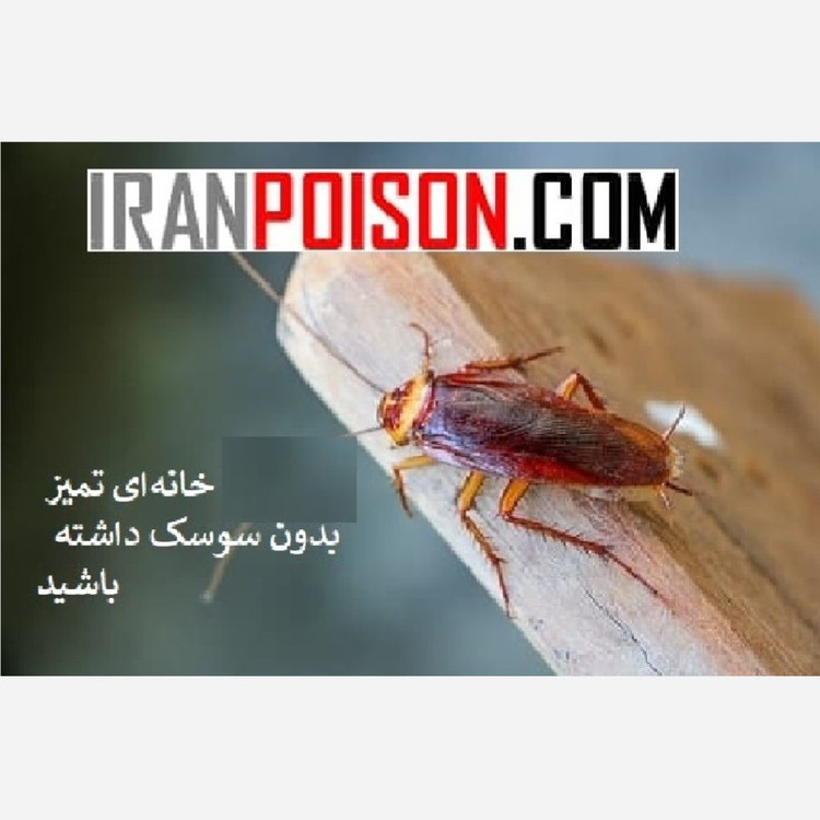 با ریونج از شر سوسکهای فاضلاب خلاص شو