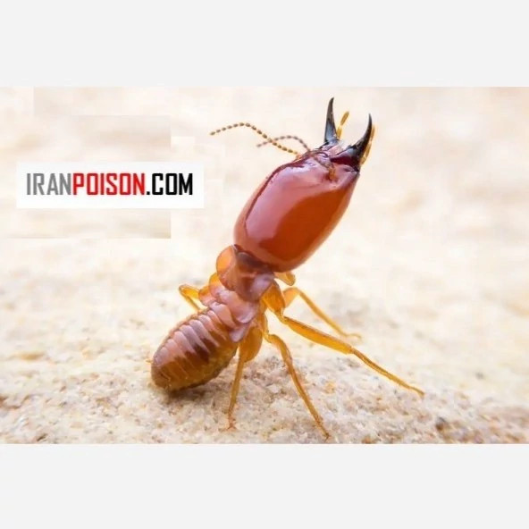 موریانهها را با ترمیدور نابود کن