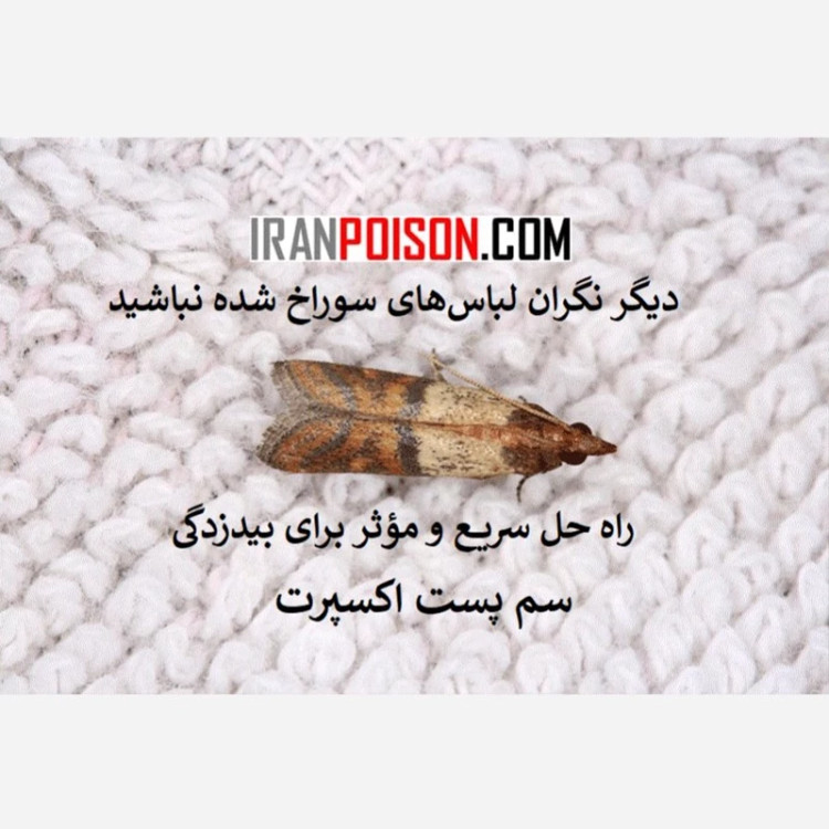 اثری از بید نخواهد بود با پست اکسپرت