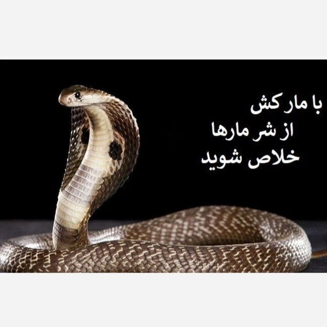 عقربها رادر چند لحظه با پایروساید نابود کنید