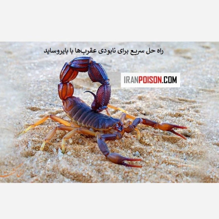 سم قوی برای نابودی عقربها با پیگانیک
