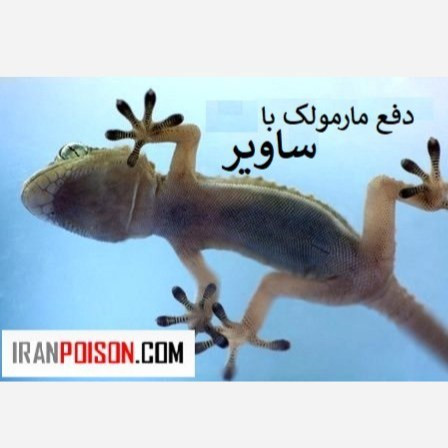 خداحافظ مارمولکهای مزاحم با ساویر
