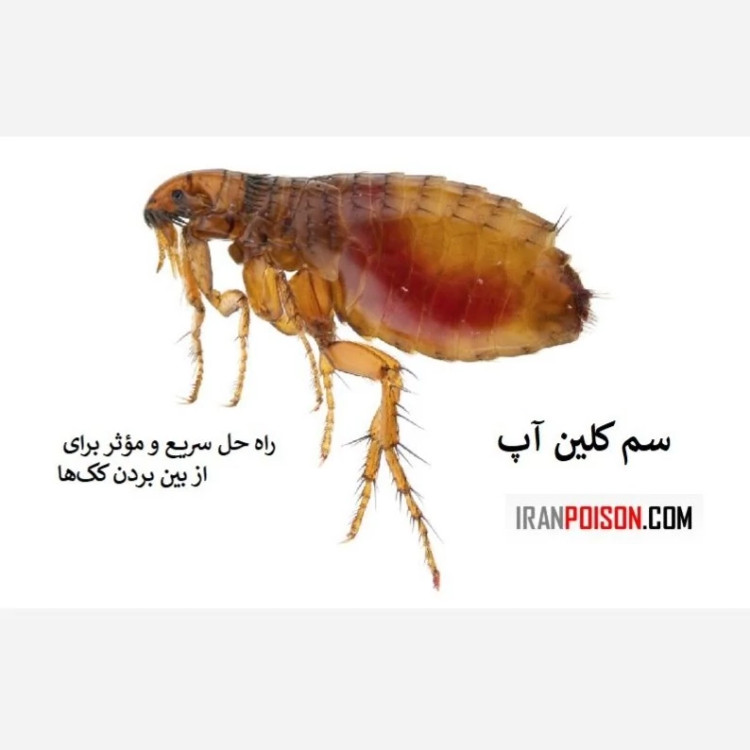 خانهای بدون کک با سم کلین آپ