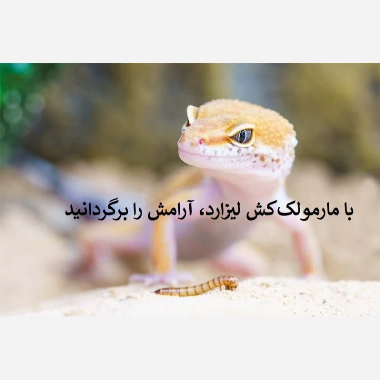 دورکننده قوی و مؤثر مارمولک با لیزارد