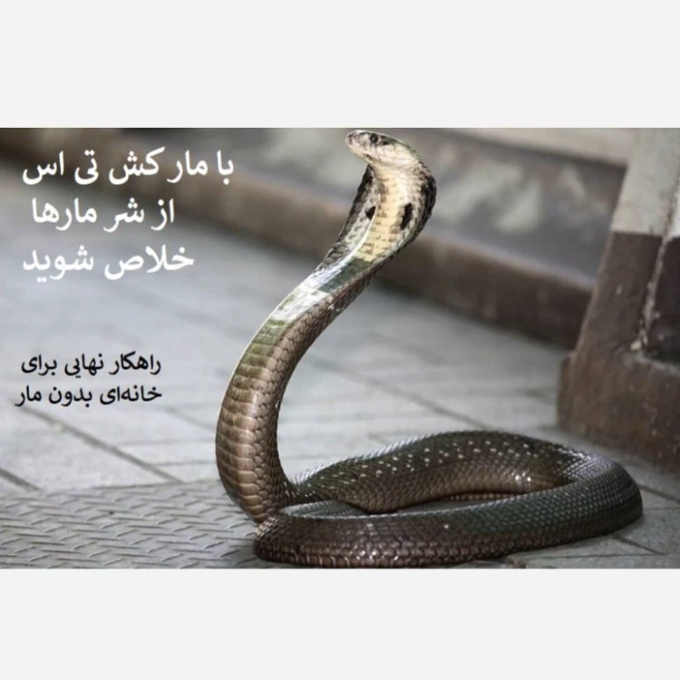 از شر مارها خلاص شوید با تی اس