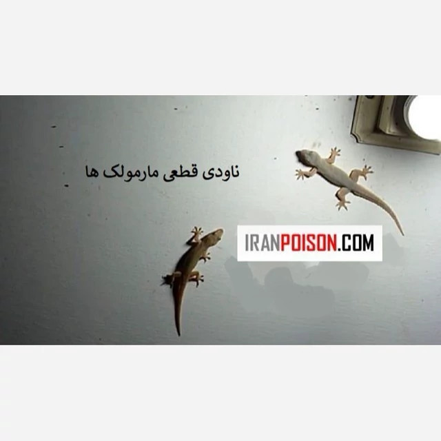 دور کردن مارمولکها از خانه با ساویر