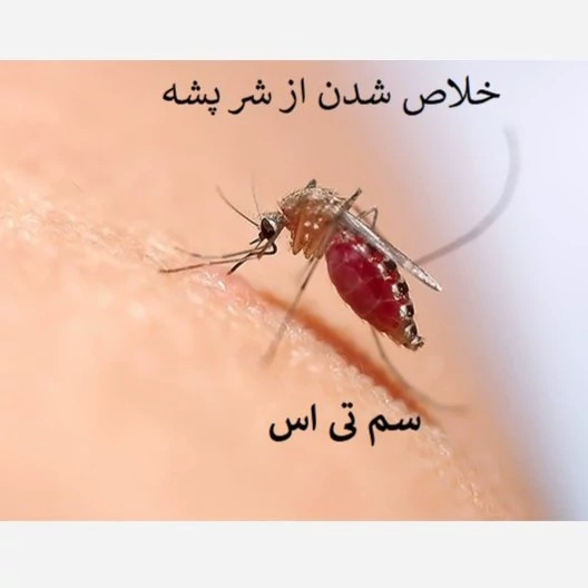 خلاص شدن از شر پشهها با سم قوی تی اس