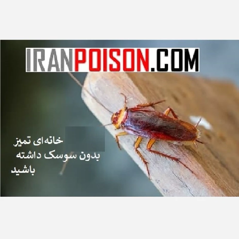 یک بار سم‌پاشی با سوسک کش ریونج
