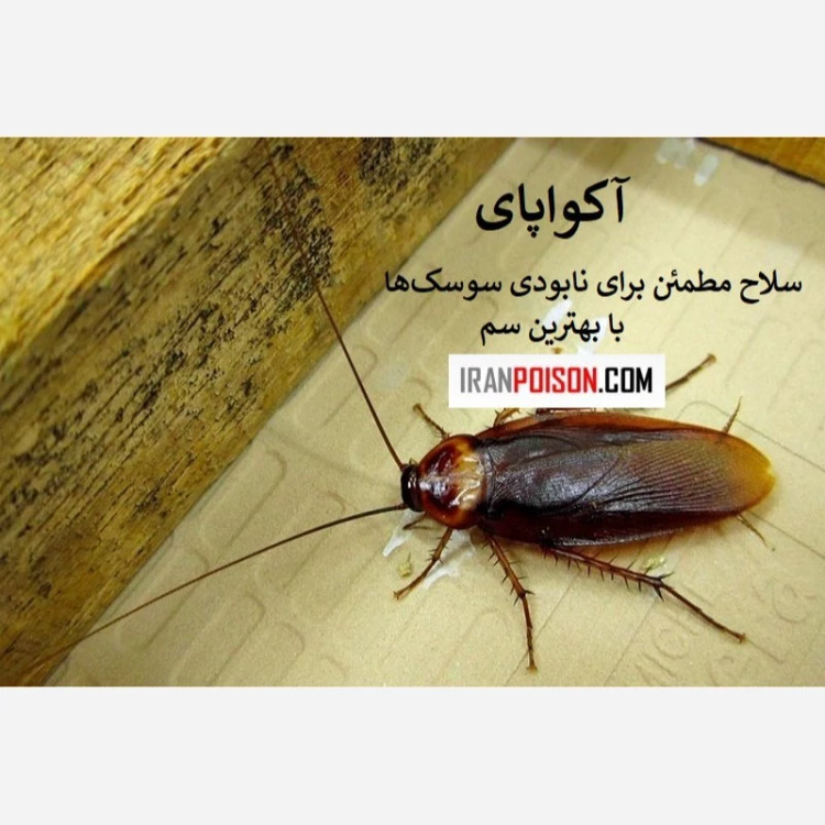 خانهای بدون سوسک با آکواپای