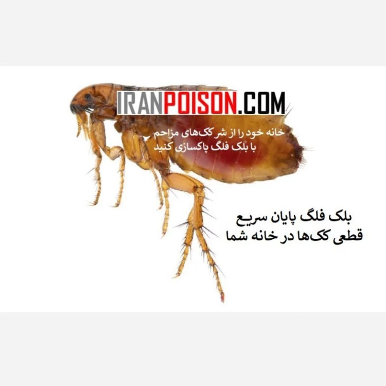 پایان ککهای موذی با کلین آپ