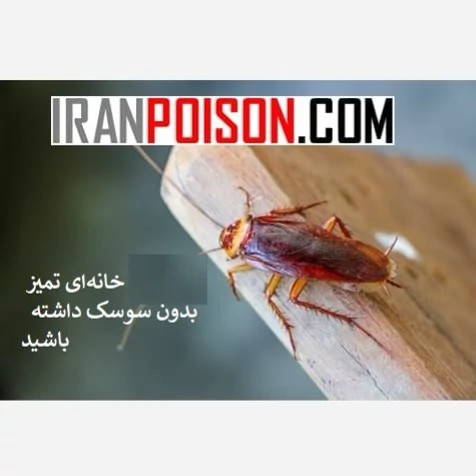 سوسککش قدرتمند با اثر ماندگار زیاد ریپلزال