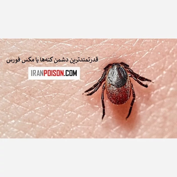 کنه را با مکس فورس نابود کن.