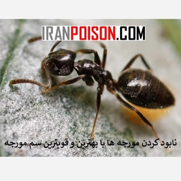 خانه را از مورچهها نجات بده با انت کلیر