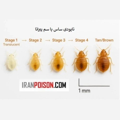 متخصص ریشهکن کردن ساس با بدباگ