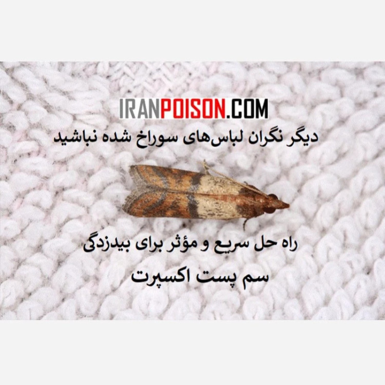 بیدها را با پست اکسپرت بیرون کنید