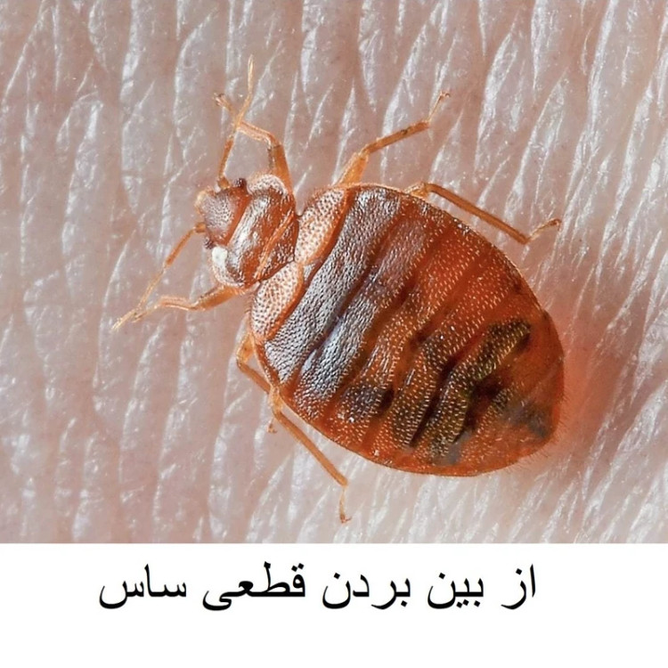 سم ساس بدباگ مدل وارداتی