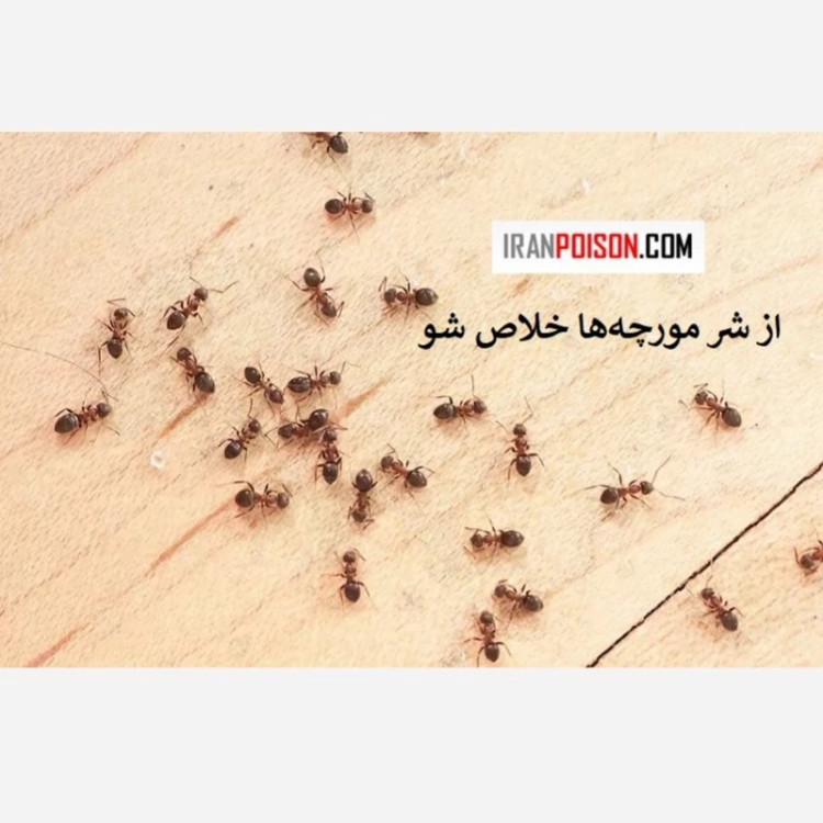نابودی سریع و مؤثر مورچه با آکواپای