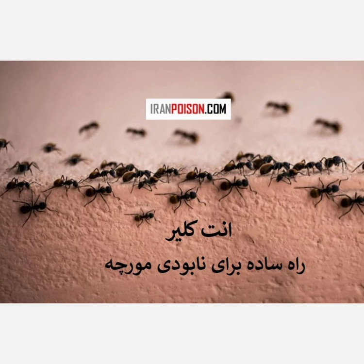 خانهای بدون مورچه با انت کلیر