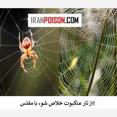 از تار عنکبوت خلاص شو با مفتس