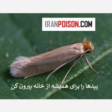 راهحل ساده و سریع برای بید با آکواپای