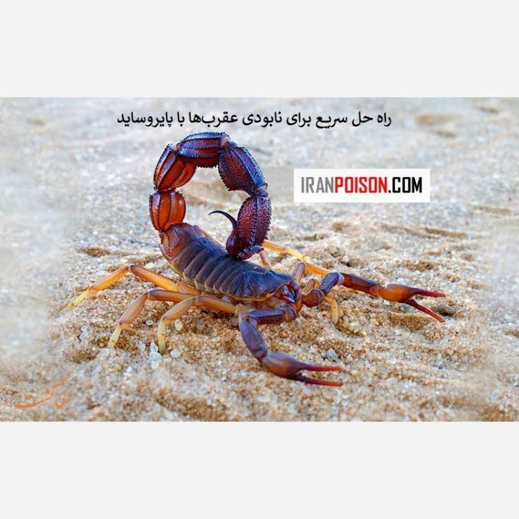 سم مؤثر برای دفع عقربها با پیگانیک