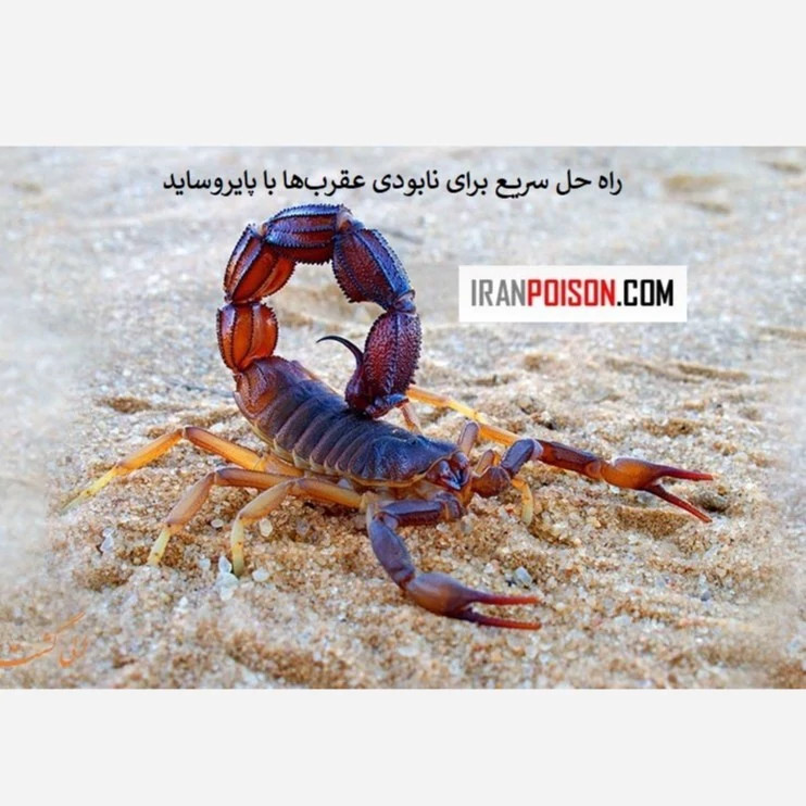 راه حل سریع برای نابودی عقربها با پایروساید