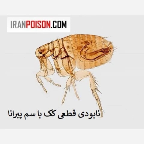 نابود کک ها با پیرانا(وارداتی بیاتوکالا)