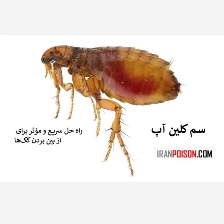 نابودی کک با بلک فلگ