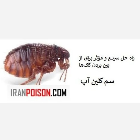 نابودی کک با بلک فلگ