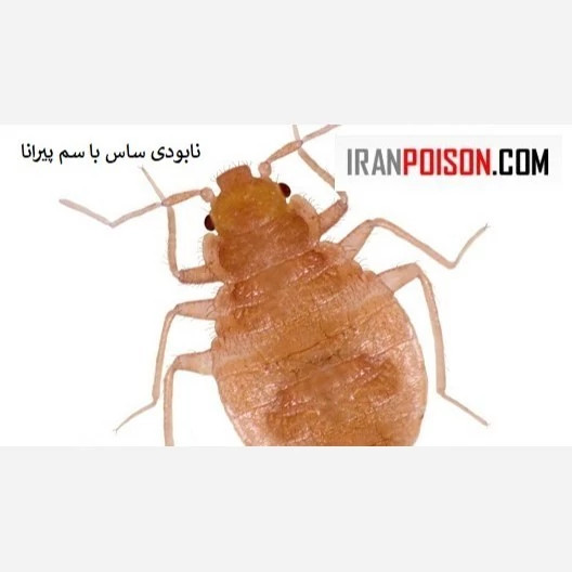 بهترین سم ساس پیرانا(وارداتی بیاتوکالا)