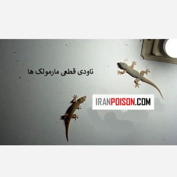 دفع مارمولک با ساویر