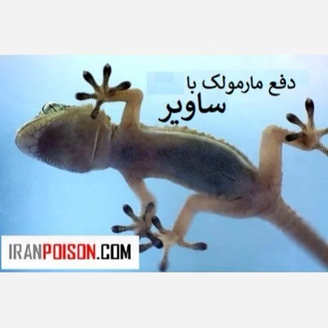 دفع مارمولک با ساویر